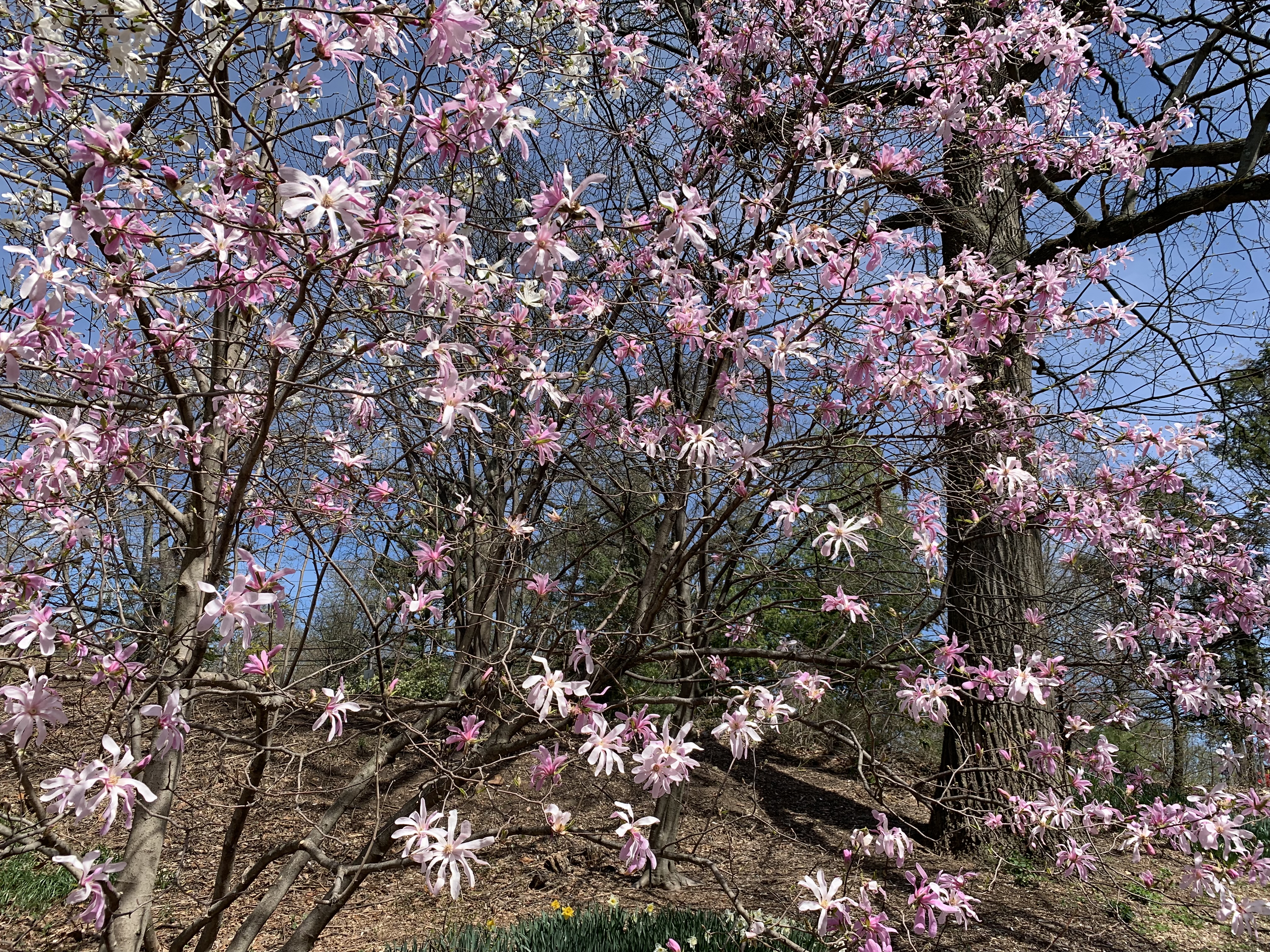 Magnolia stellata