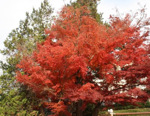 About twenty feet tall and as wide, this Japanese Maple variety has stunning fall color.