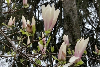 Magnolia 'Peppermint Stick'