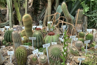 Cacti