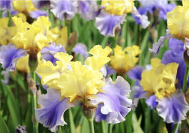 yellow and purple irises