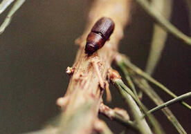 beetle on a branch