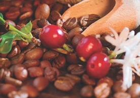 Coffee beans and berries