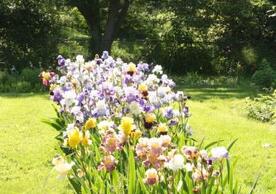 Last year's iris display was outstanding. This year is a little behind.