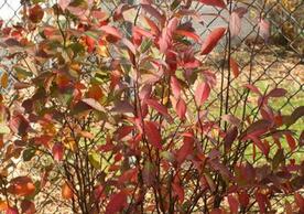 Itea with lovely red fall color. Look for Henry's Garnet for deep wine red.