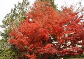 About twenty feet tall and as wide, this Japanese Maple variety has stunning fall color.