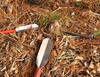 The Three Trowels of Wisenheimer point to the small knee of Bald Cypress