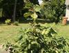 This seven foot tree is really only three years old, after its introduction to basal pruning. This seven foot tree is really only three years old, after its introduction to basal pruning.