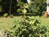 This seven foot tree is really only three years old, after its introduction to basal pruning.