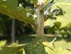 The hairy stem is somewhat hard to see, but easy to feel. The hairy stem is somewhat hard to see, but easy to feel.