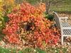 Fothergilla gardenii: the smaller Fothergilla