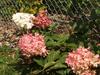 Our 3 foot Hydrangea 'Renhy' has four flower spikes with three different shades of white, rose and red. Our 3 foot Hydrangea 'Renhy' has four flower spikes with three different shades of white, rose and red.