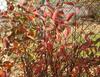 Itea with lovely red fall color. Look for Henry's Garnet for deep wine red.