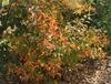 Itea 'Saturnalia' has multiple color combinations on the plant at once. Itea 'Saturnalia' has multiple color combinations on the plant at once.