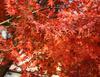 This close-up highlights the orange and red coloration. This close-up highlights the orange and red coloration.