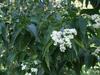 Seven-Sons Flower: Heptacodium micinoides Seven-Sons Flower: Heptacodium micinoides